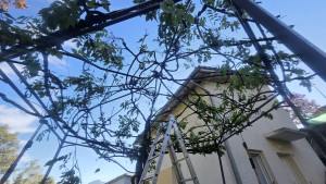 Photo de galerie - Taille et palissage/ la glycine devient une structure du jardin. 