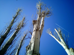 Photo de galerie - élagage et abattage d arbres 
