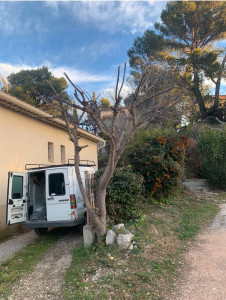 Photo de galerie - Elagage et coupe d'arbres