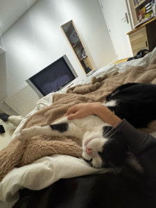 Photo de galerie - Garde chat