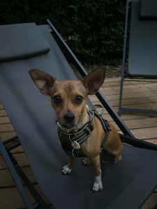 Photo de galerie - Garde chien