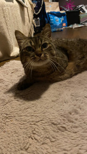 Photo de galerie - Garde chat