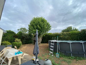 Photo de galerie - Taille de haies et d'arbustes