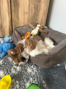 Photo de galerie - Velours 