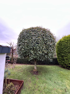 Photo de galerie - Taille de laurier du Portugal / avant