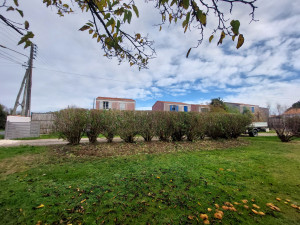 Photo de galerie - Rabattage d'une haie de Laurier rose Après 
