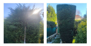 Photo de galerie - Taille de haie de cyprès 60 mètres/, 3 faces 