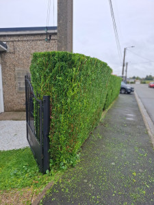 Photo de galerie - Après la coupe des arbres 