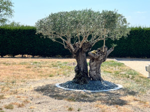 Photo de galerie - Taille olivier APRÈS 