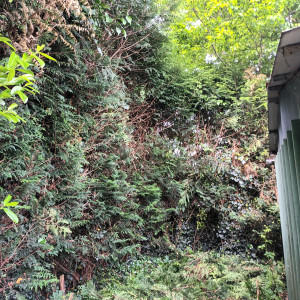 Photo de galerie - Tonte de pelouse - Débroussaillage