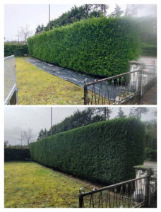 Photo de galerie - Taille d'une haie (avant/après)