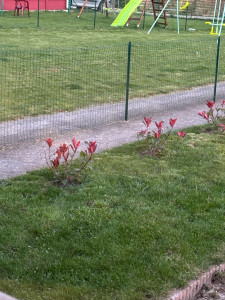 Photo de galerie - Jardinier