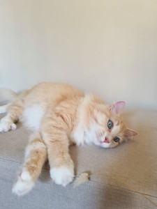 Photo de galerie - Visite auprès de Pisco pendant 10 jours. ♡