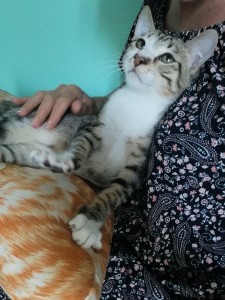 Photo de galerie - Garde chat