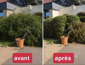 Photo de galerie - ? Avant / Après ? Une taille réalisée avec soin et précision pour redonner une belle forme à vos végétaux et embellir votre jardin. Sérieux, appliqués et passionnés, nous mettons notre savoir-faire à votre service. ✨