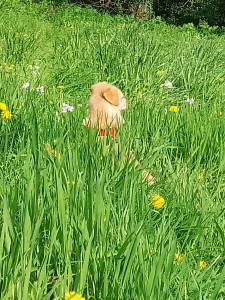 Photo de galerie - Colchique dans les prés...