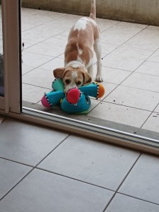 Photo de galerie - Taboo jeune beagle de 5 mois en garde à la maison pour un weekend.