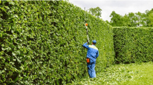 Photo de galerie - Jardinier/Paysagiste  professionnel, je vous propose différents travaux pour votre jardin :
Taille de haie ;
Taille des arbres de fruits ou élagage d'arbre ;
Abattage d'arbre ;
Tonte de pelouse, débroussaillage ;