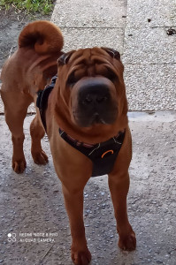 Photo de galerie - Très bon chien que je garde régulièrement