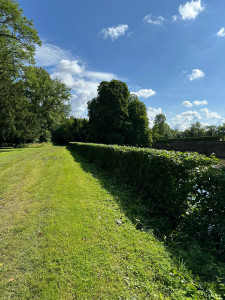 Photo de galerie - Taille d’une haie de charmille 