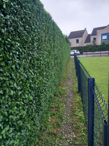 Photo de galerie - Taille sur 25 m de long et2 mde haut 