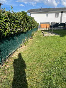 Photo de galerie - Taille de haies et d'arbustes