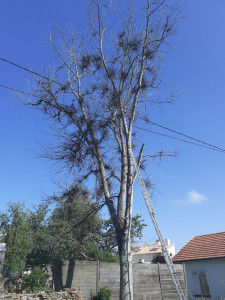 Photo de galerie - élagage d'arbre