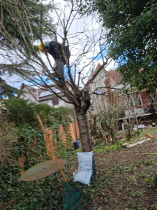 Photo de galerie - Elagage et coupe d'arbres