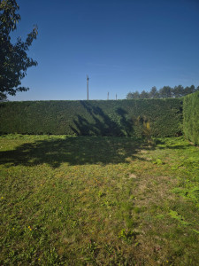 Photo de galerie - Taille de la haie 