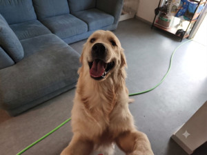 Photo de galerie - Chien garder a mon domicile 