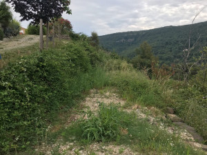 Photo de galerie - Avant debroussaillage d’un chemin d’accès 