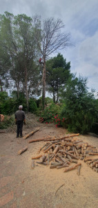 Photo de galerie - Abattage d'un pin d'alep