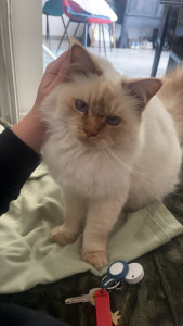 Photo de galerie - Garde de chat à votre domicile 