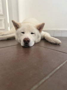Photo de galerie - Aki