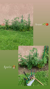 Photo de galerie - Désherbage de tomates 