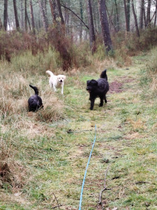 Photo de galerie - Balade canine 