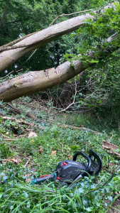 Photo de galerie - Abattage d’arbres 