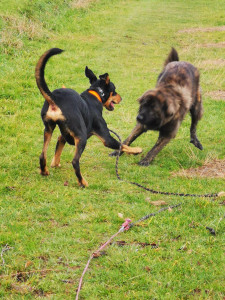 Photo de galerie - Garde chien
