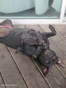 Photo de galerie - Pet sitter / promenade de chiens