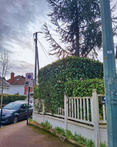 Photo de galerie - Rabattage d'une haie de piracantha à 3m