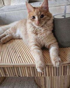 Photo de galerie - Garde chat