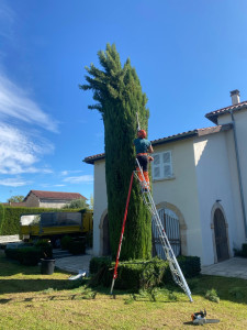 Photo de galerie - Taille d’entretien et de restructuration 