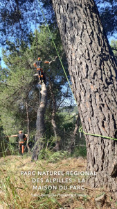 Photo de galerie - Elagage d'arbres 