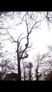 Photo de galerie - Abbatage par démontage d un chêne pédonculé
