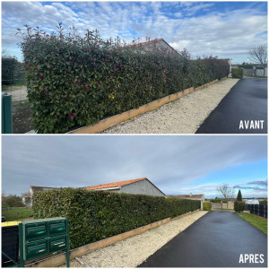 Photo de galerie - Taille de Photinia ?