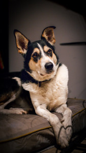 Photo de galerie - Portrait authentique de compagnon fidèle, capturant son regard sincère et sa posture noble. Une approche centrée sur l’émotion pour mettre en valeur la personnalité unique des animaux.