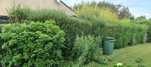 Photo de galerie - Haie avant taille.