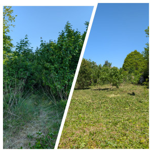 Photo de galerie - Avant / après premier passage : terrain abandonné entièrement débroussaillé, gros nettoyage effectué 