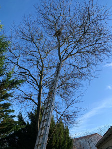 Photo de galerie - Elagage et coupe d'arbres