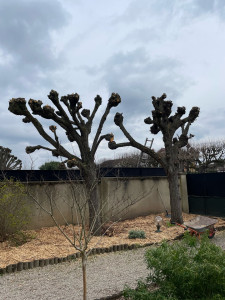 Photo de galerie - Elagage et coupe d'arbres